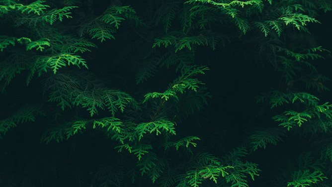 绿叶绿色植物叶子PPT背景图片-美肚杀分享