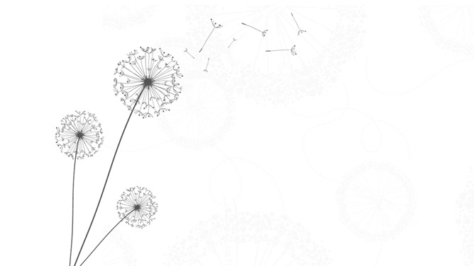 唯美蒲公英PPT背景图片-美肚杀分享