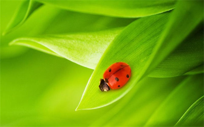 可爱的七星瓢虫幻灯片背景-美肚杀分享