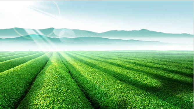 绿色庄园茶园PPT背景图片-美肚杀分享