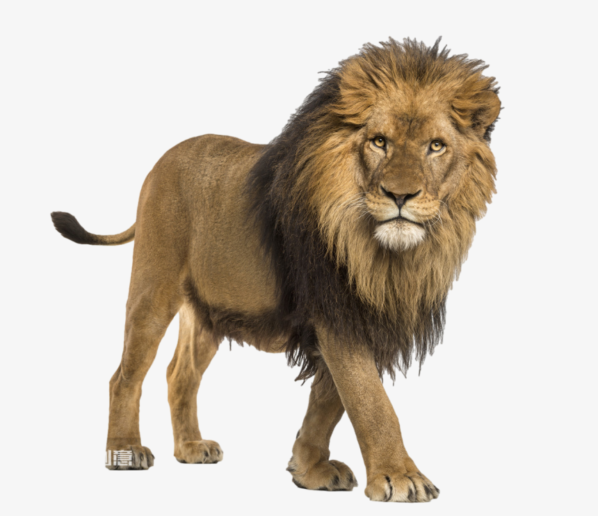 一只狮子透明图-美肚杀分享