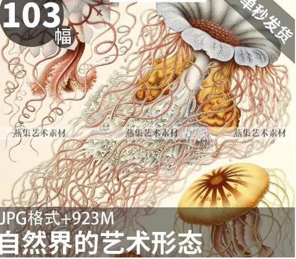 103幅,自然界的艺术形态 | 复古写实贝壳海洋生物插画美术设计手账素材-美肚杀分享