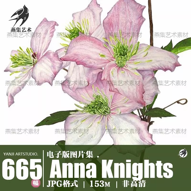 665幅，AnnaKnights超写实水彩绘画图库 花卉水果植物插画临摹电子版素材-美肚杀分享
