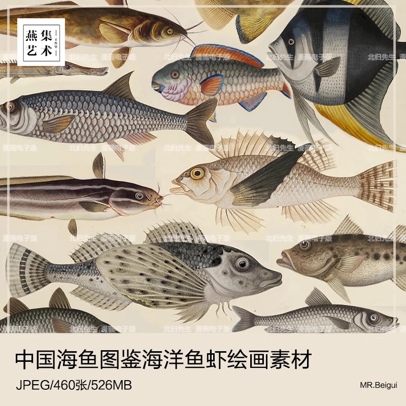 460张，中国海鱼图鉴自然科学海洋生物鱼类虾蟹百科手绘博物画高清素材图-美肚杀分享
