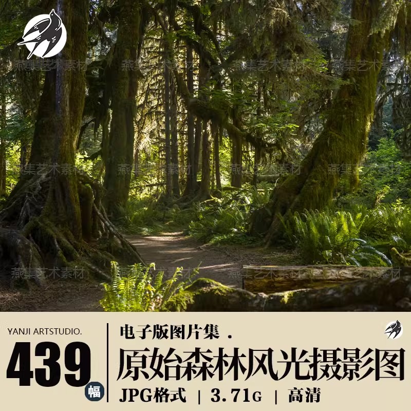 439幅，原始森林风光图集 无人岛沼泽写实场景可商用背景素材4K高清图片-美肚杀分享