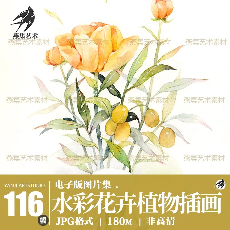 116幅,水彩花卉植物手绘速写线稿教程美术生绘画临摹学习电子图片素材-美肚杀分享
