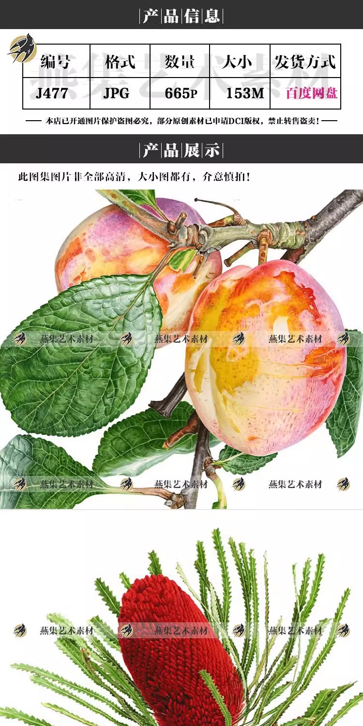 图片[2]-665幅，AnnaKnights超写实水彩绘画图库 花卉水果植物插画临摹电子版素材-美肚杀分享