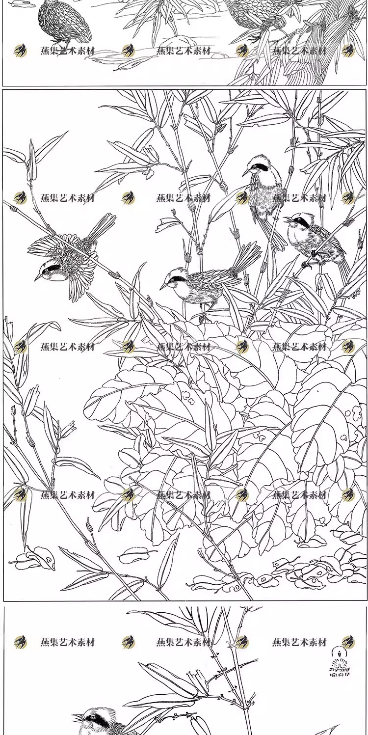 图片[3]-182幅，工笔画花鸟植物白描底稿线描稿高清电子版初学临摹打印参考图素材-美肚杀分享