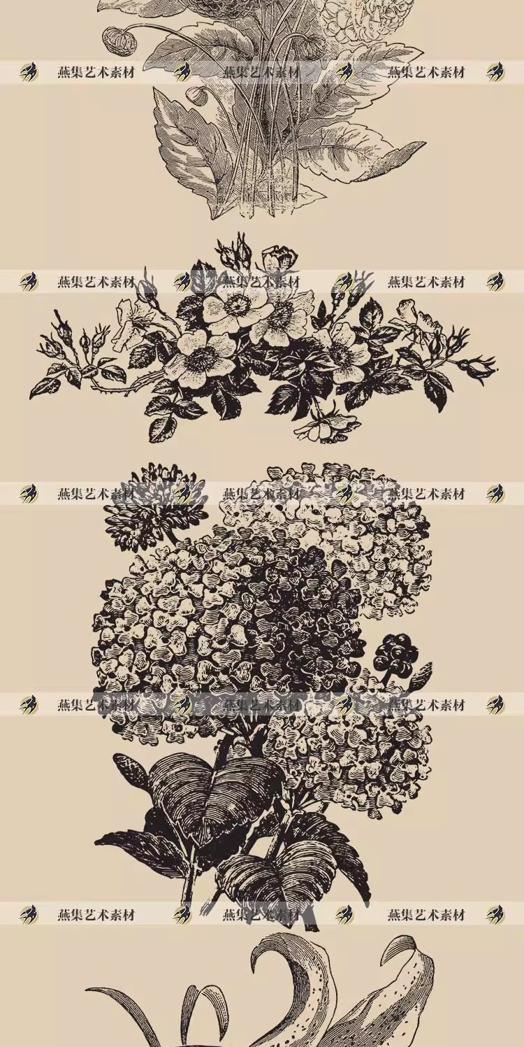图片[3]-50幅，复古素描花卉植物线稿黑白手绘向日葵AI矢量PNG免抠图案设计素材-美肚杀分享