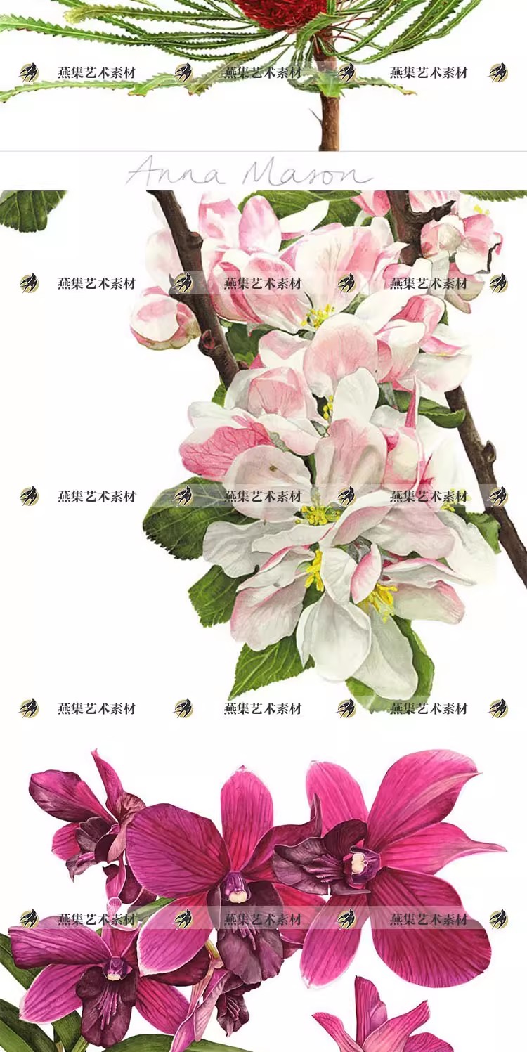 图片[3]-665幅，AnnaKnights超写实水彩绘画图库 花卉水果植物插画临摹电子版素材-美肚杀分享