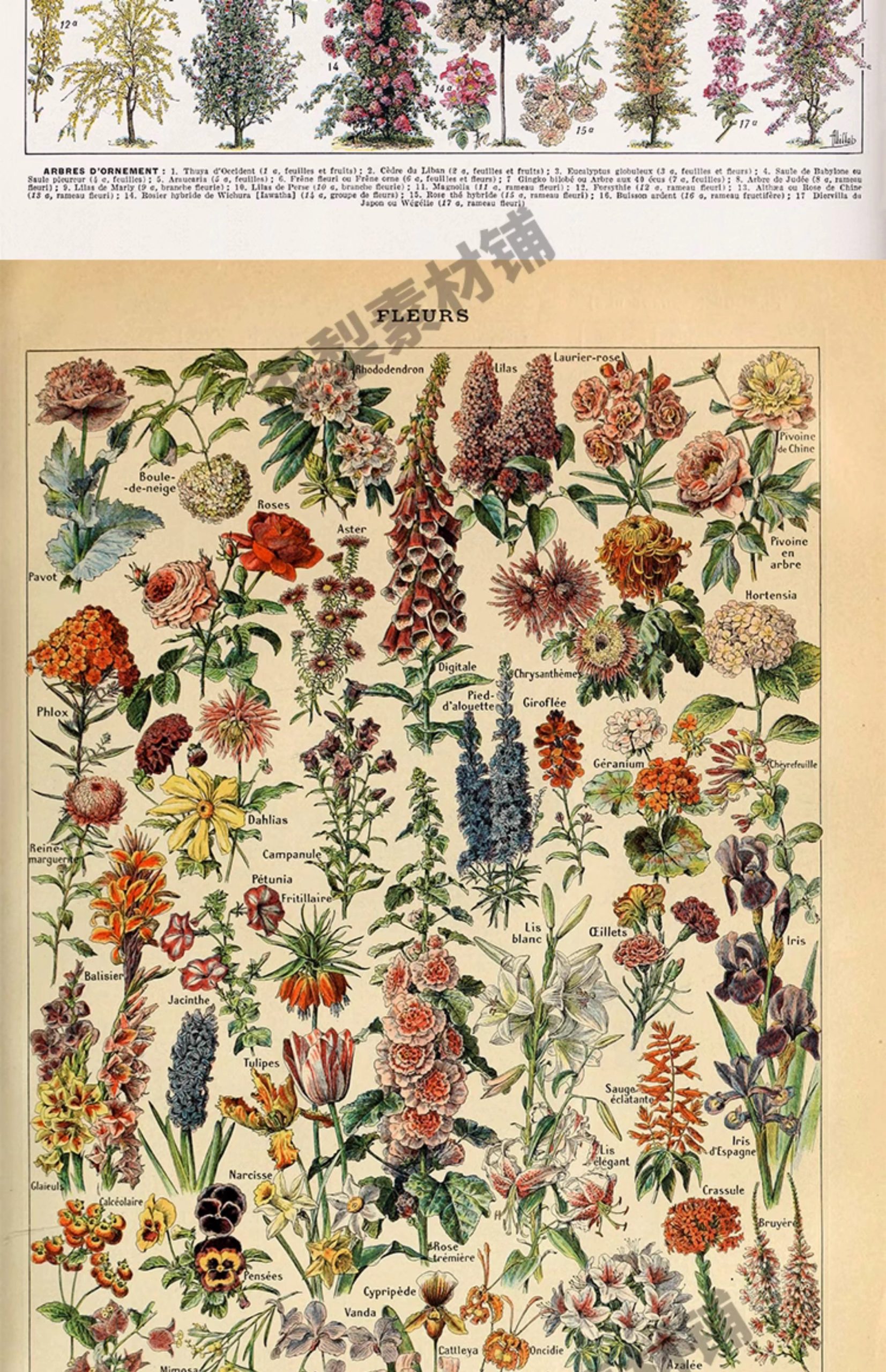 图片[3]-1300张，junk journal复古植物花卉图鉴昆虫花草图谱设计手帐电子图片素材-美肚杀分享