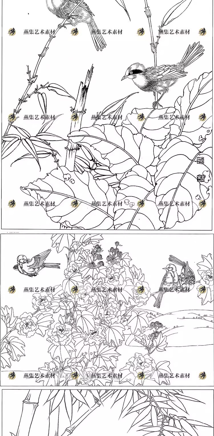 图片[4]-182幅，工笔画花鸟植物白描底稿线描稿高清电子版初学临摹打印参考图素材-美肚杀分享