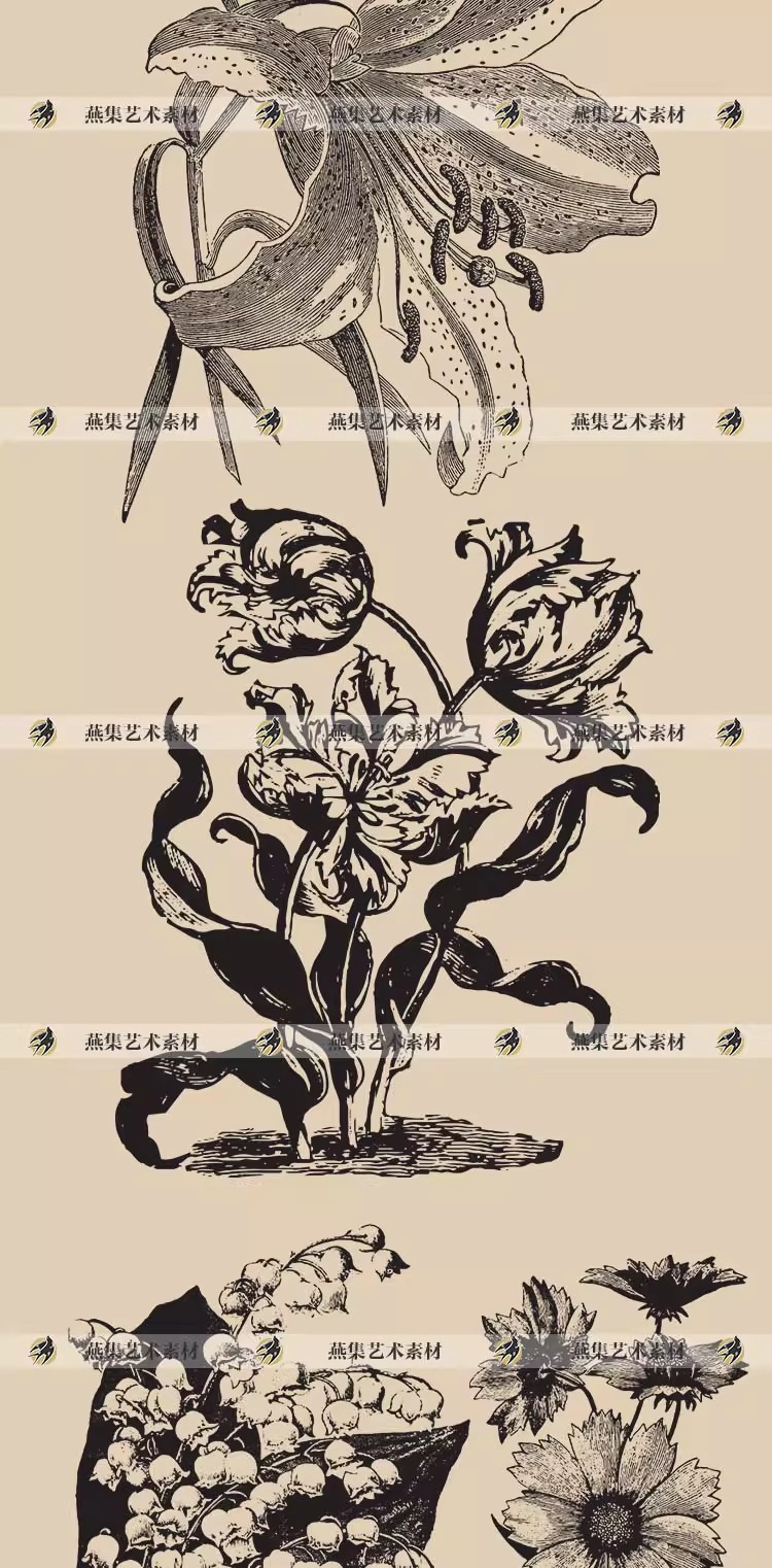图片[4]-50幅，复古素描花卉植物线稿黑白手绘向日葵AI矢量PNG免抠图案设计素材-美肚杀分享