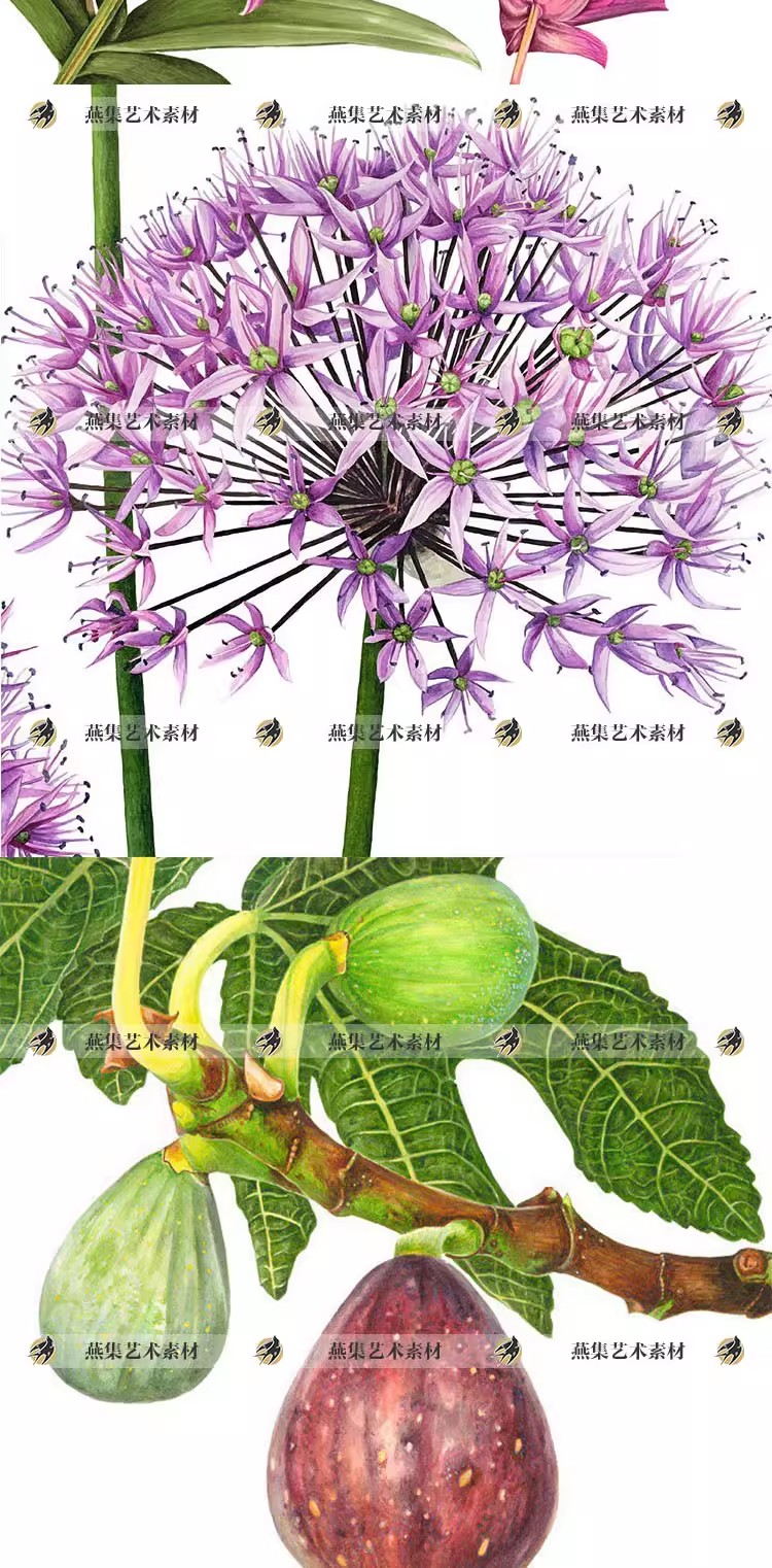 图片[4]-665幅，AnnaKnights超写实水彩绘画图库 花卉水果植物插画临摹电子版素材-美肚杀分享