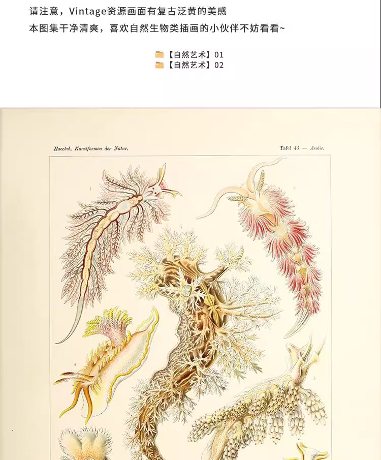 图片[3]-103幅，自然界的艺术形态 | 复古写实贝壳海洋生物插画美术设计手账素材-美肚杀分享