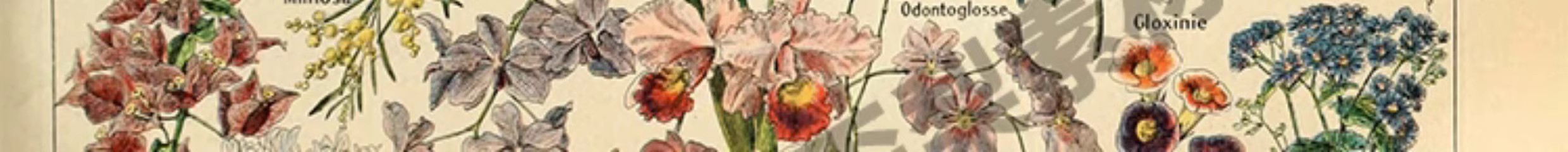 图片[4]-1300张，junk journal复古植物花卉图鉴昆虫花草图谱设计手帐电子图片素材-美肚杀分享