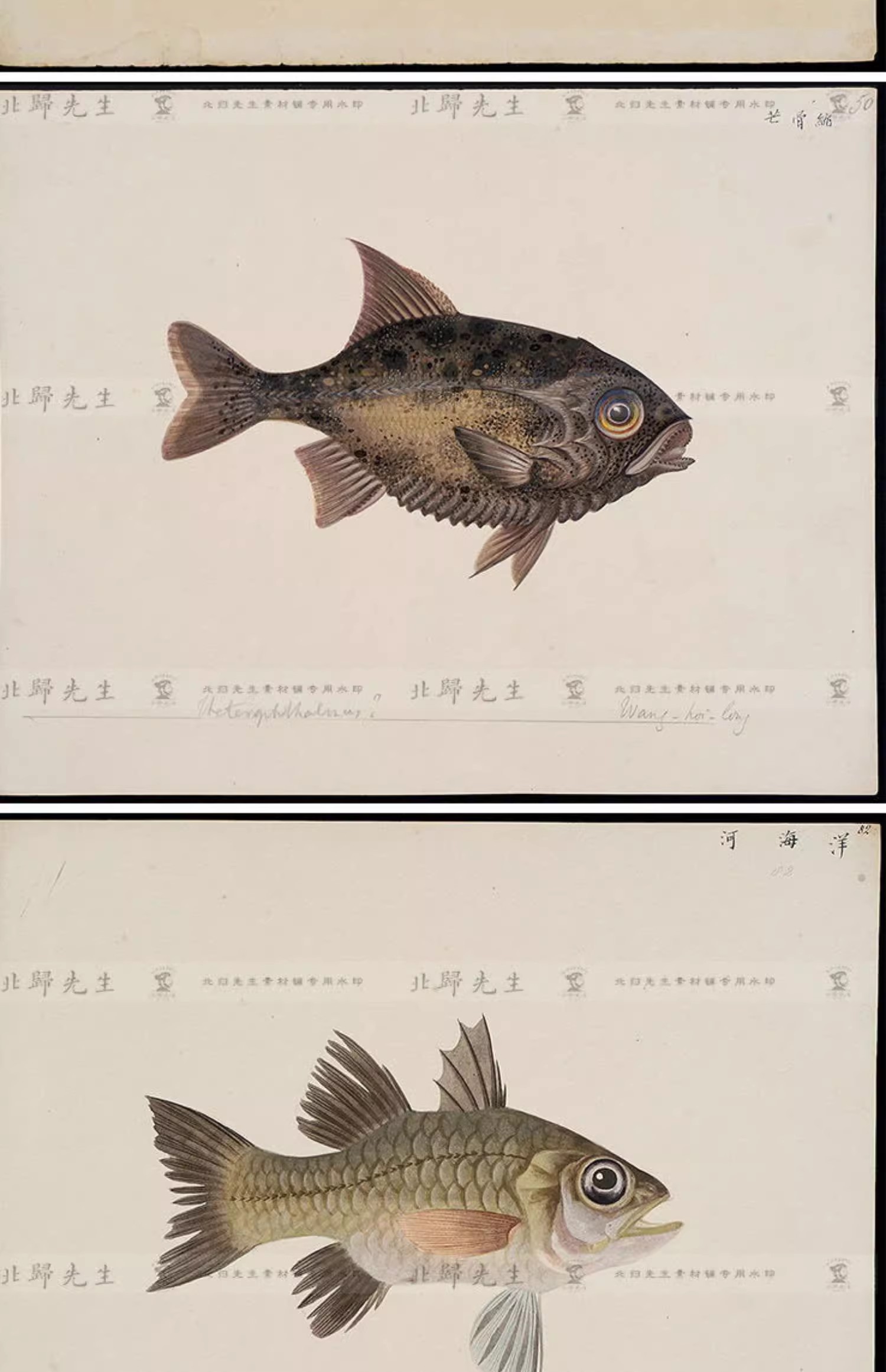 图片[3]-460张，中国海鱼图鉴自然科学海洋生物鱼类虾蟹百科手绘博物画高清素材图-美肚杀分享