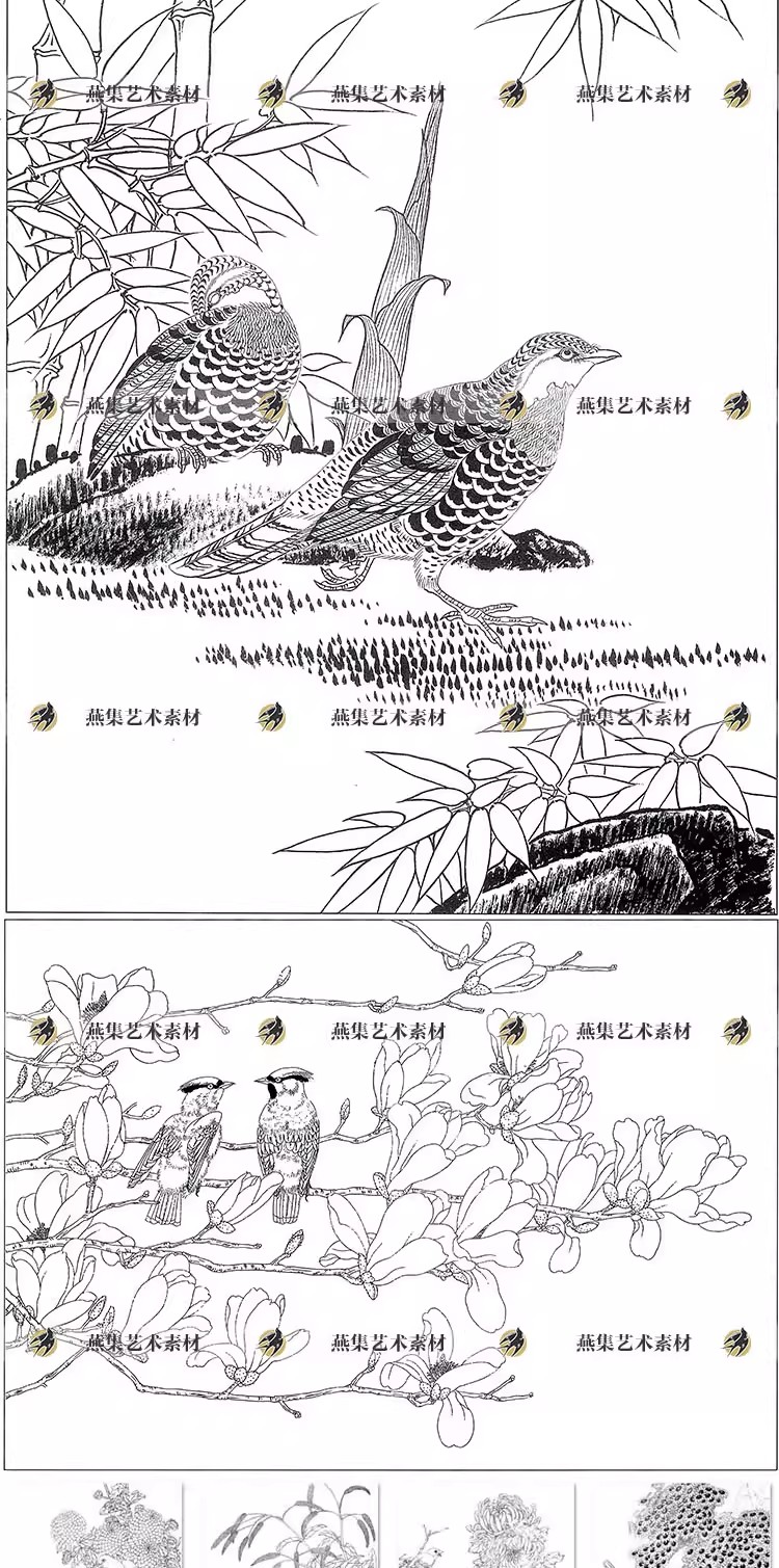 图片[5]-182幅，工笔画花鸟植物白描底稿线描稿高清电子版初学临摹打印参考图素材-美肚杀分享