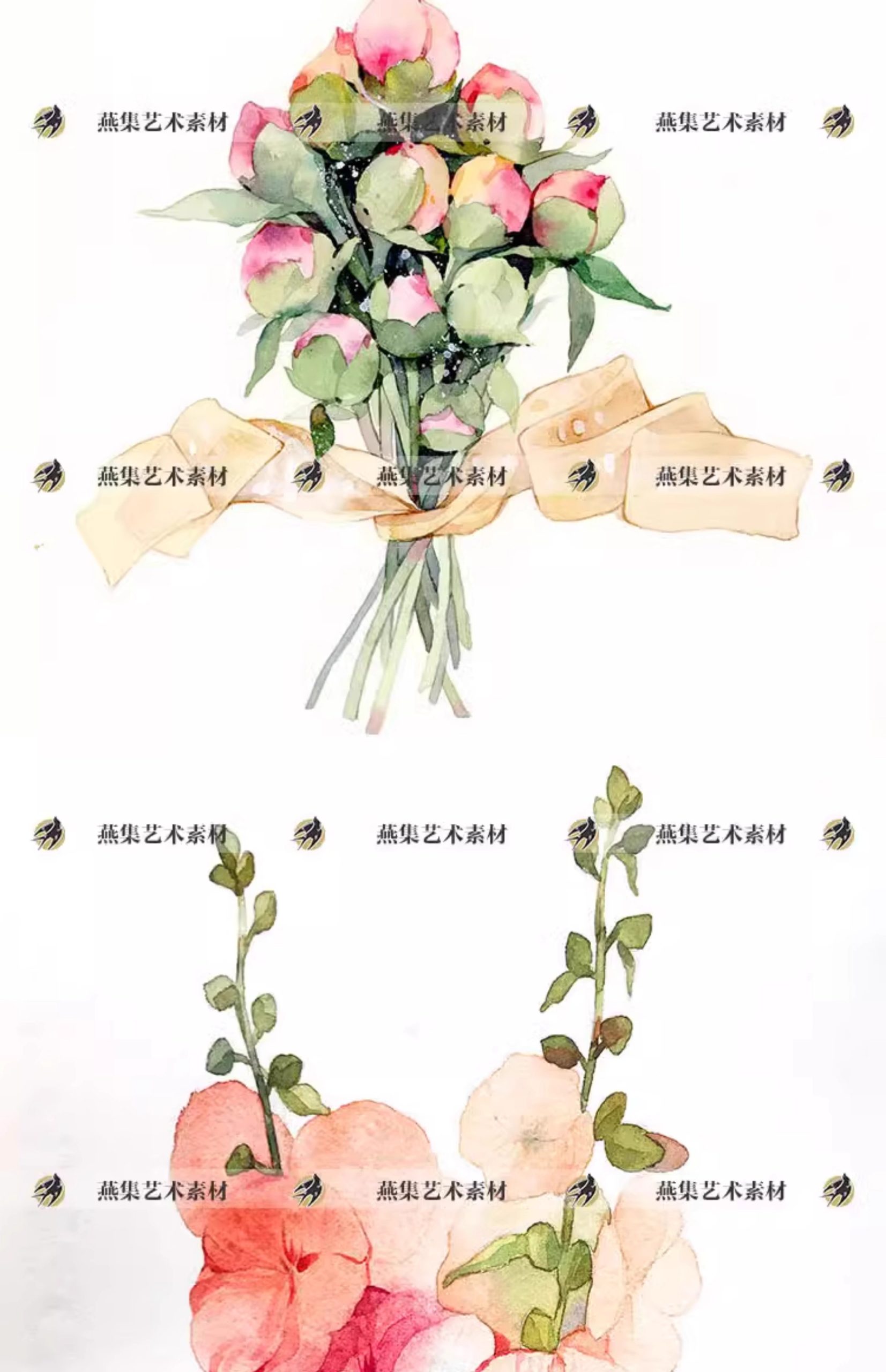 图片[4]-116幅，水彩花卉植物手绘速写线稿教程美术生绘画临摹学习电子图片素材-美肚杀分享