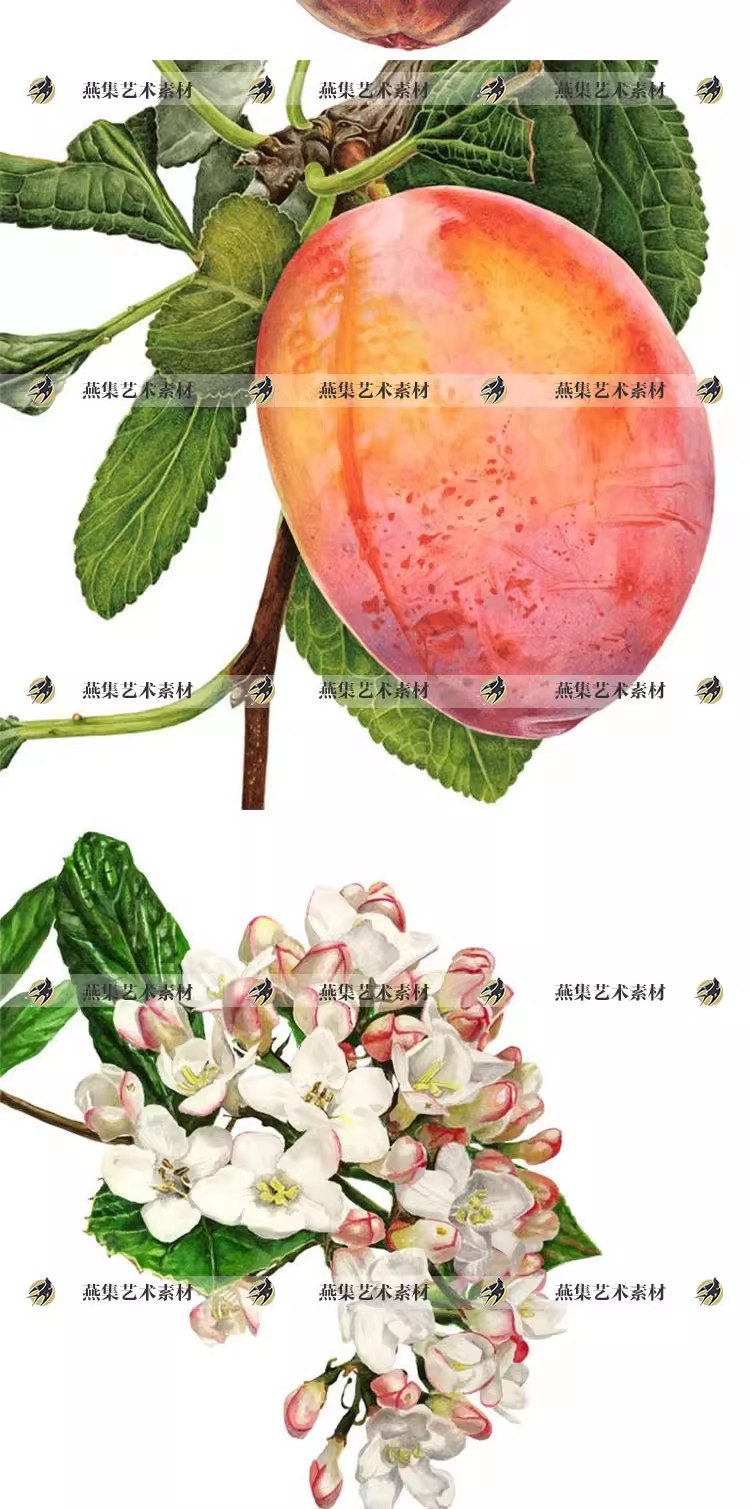 图片[5]-665幅，AnnaKnights超写实水彩绘画图库 花卉水果植物插画临摹电子版素材-美肚杀分享