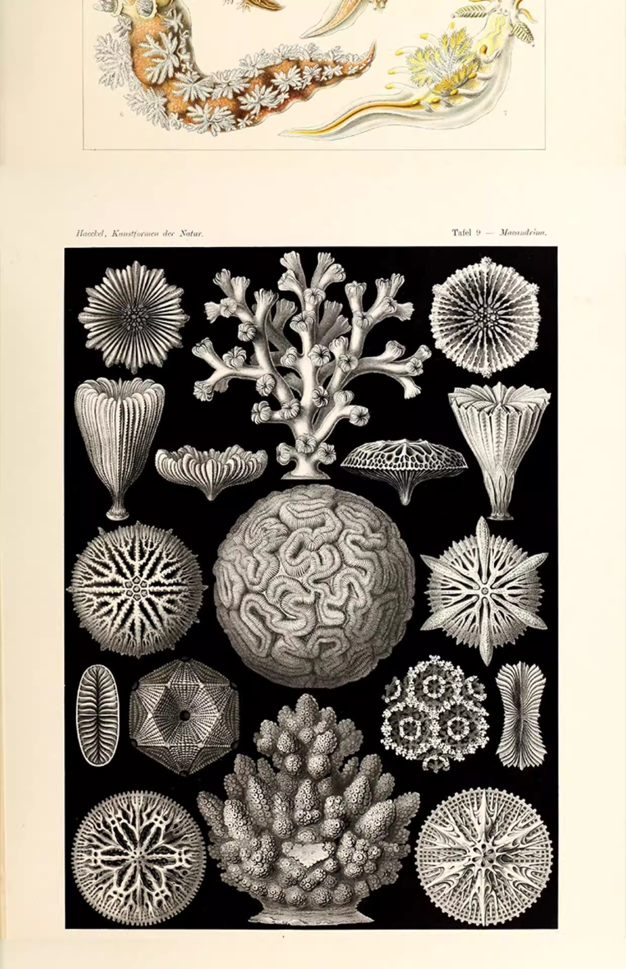 图片[4]-103幅，自然界的艺术形态 | 复古写实贝壳海洋生物插画美术设计手账素材-美肚杀分享