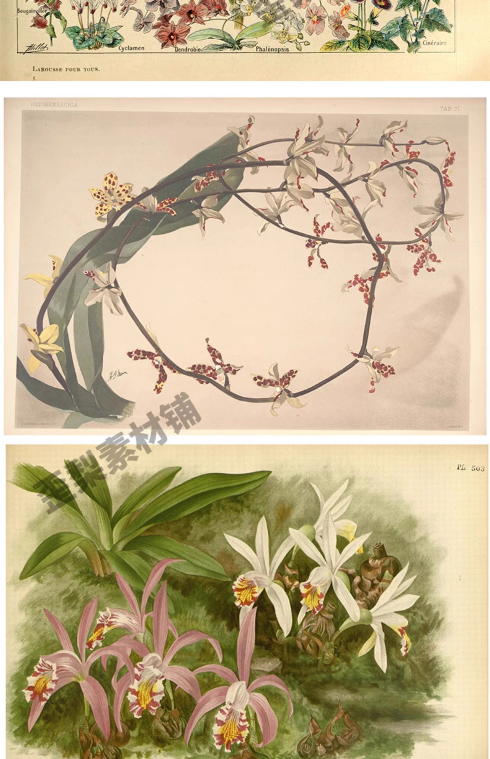图片[5]-1300张，junk journal复古植物花卉图鉴昆虫花草图谱设计手帐电子图片素材-美肚杀分享