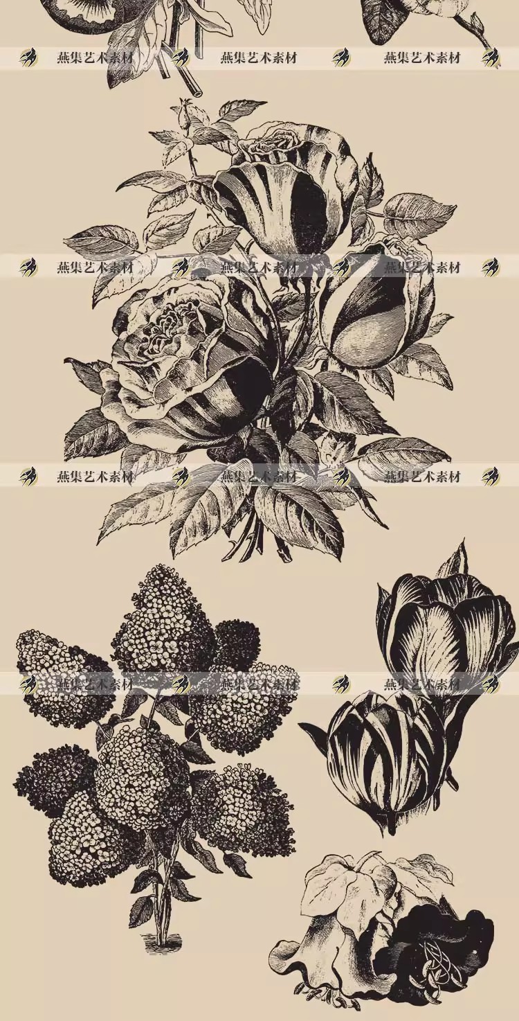 图片[6]-50幅，复古素描花卉植物线稿黑白手绘向日葵AI矢量PNG免抠图案设计素材-美肚杀分享