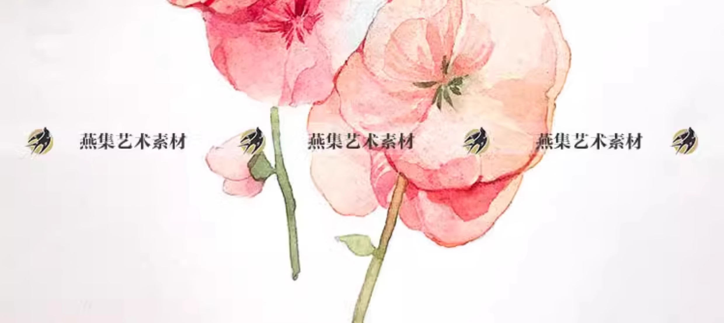 图片[5]-116幅，水彩花卉植物手绘速写线稿教程美术生绘画临摹学习电子图片素材-美肚杀分享