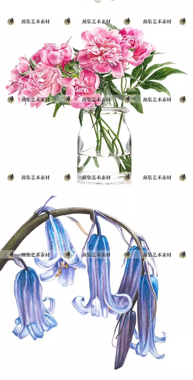 图片[6]-665幅，AnnaKnights超写实水彩绘画图库 花卉水果植物插画临摹电子版素材-美肚杀分享