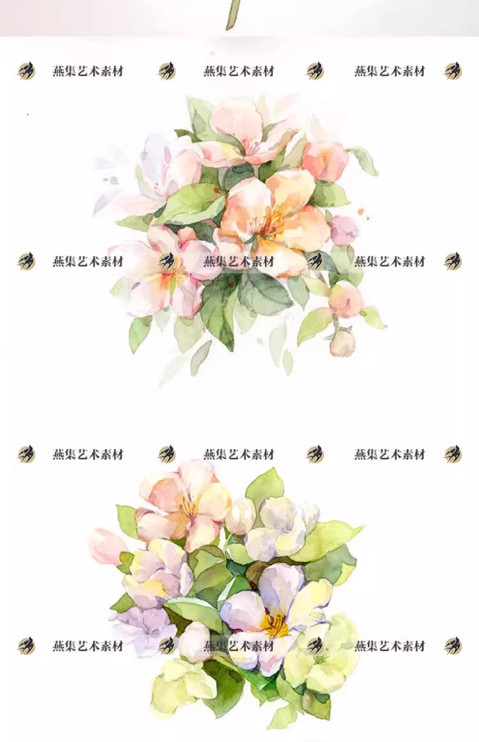 图片[6]-116幅，水彩花卉植物手绘速写线稿教程美术生绘画临摹学习电子图片素材-美肚杀分享