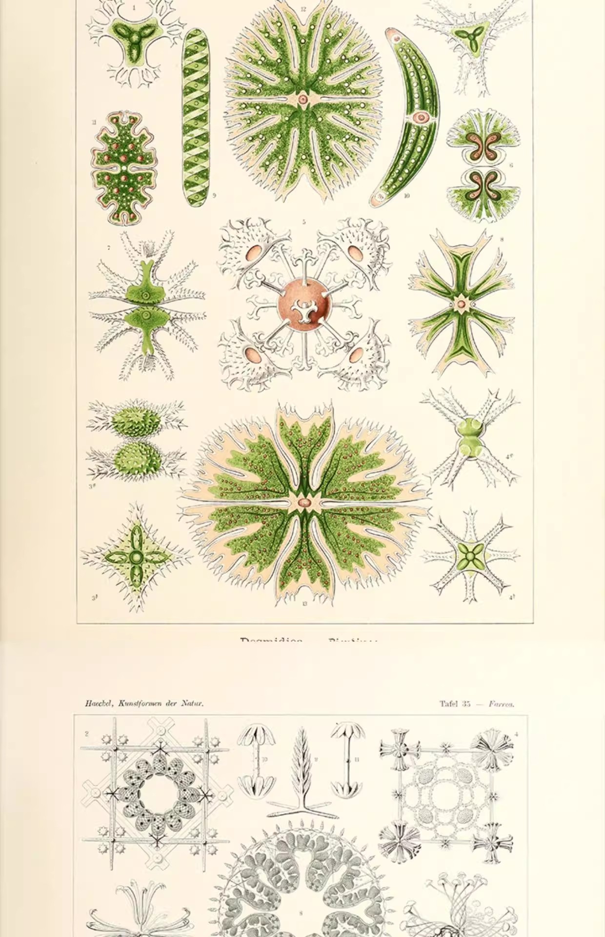 图片[6]-103幅，自然界的艺术形态 | 复古写实贝壳海洋生物插画美术设计手账素材-美肚杀分享
