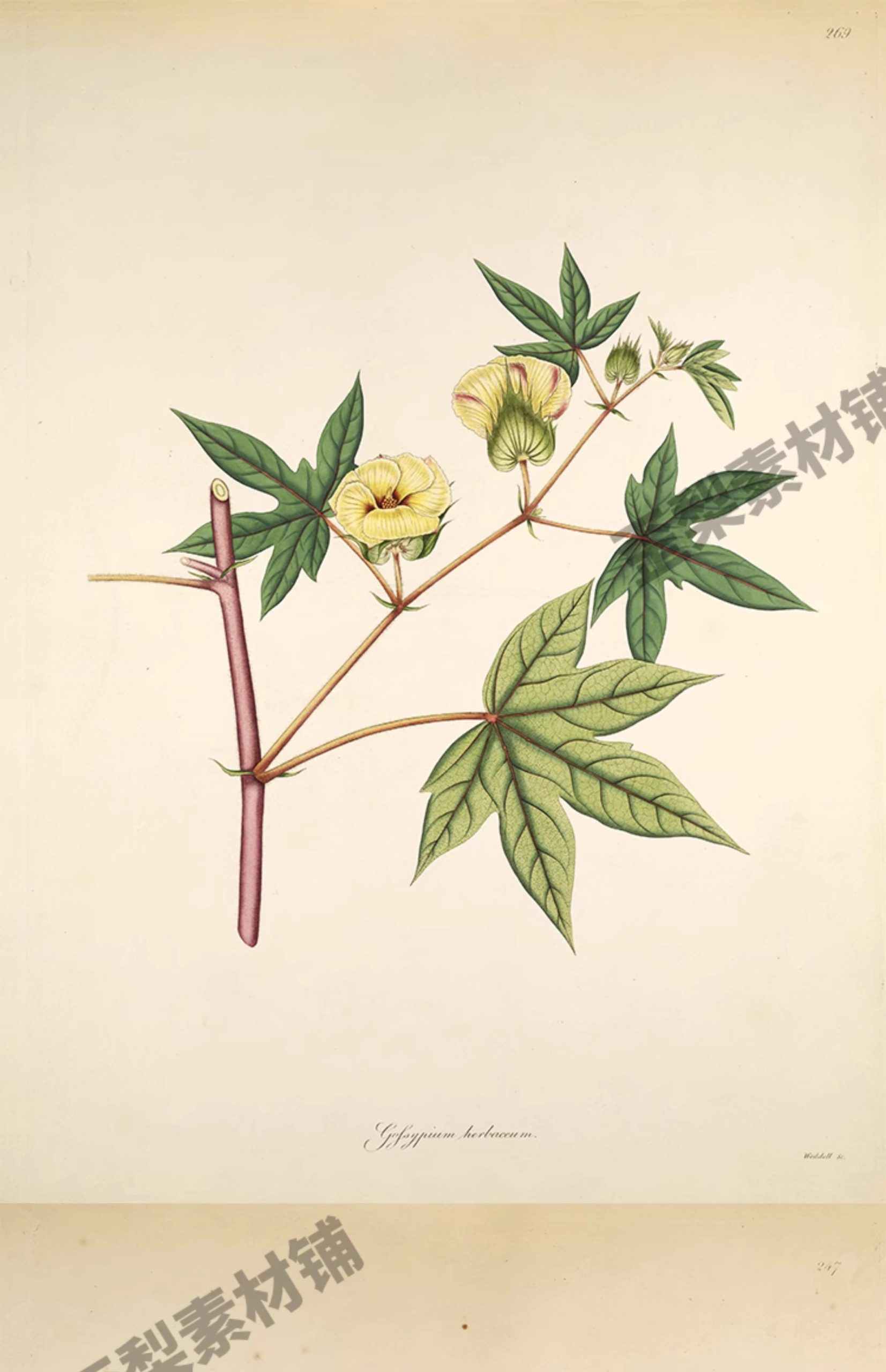 图片[7]-1300张，junk journal复古植物花卉图鉴昆虫花草图谱设计手帐电子图片素材-美肚杀分享