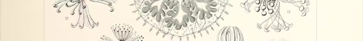 图片[7]-103幅，自然界的艺术形态 | 复古写实贝壳海洋生物插画美术设计手账素材-美肚杀分享