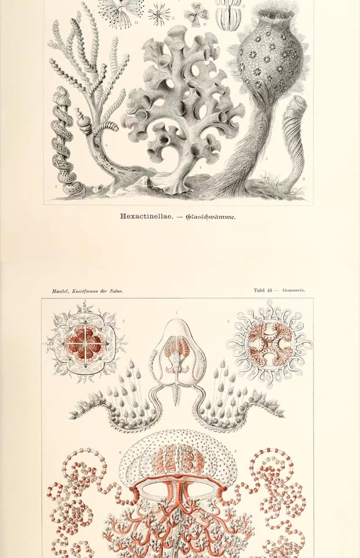 图片[8]-103幅，自然界的艺术形态 | 复古写实贝壳海洋生物插画美术设计手账素材-美肚杀分享