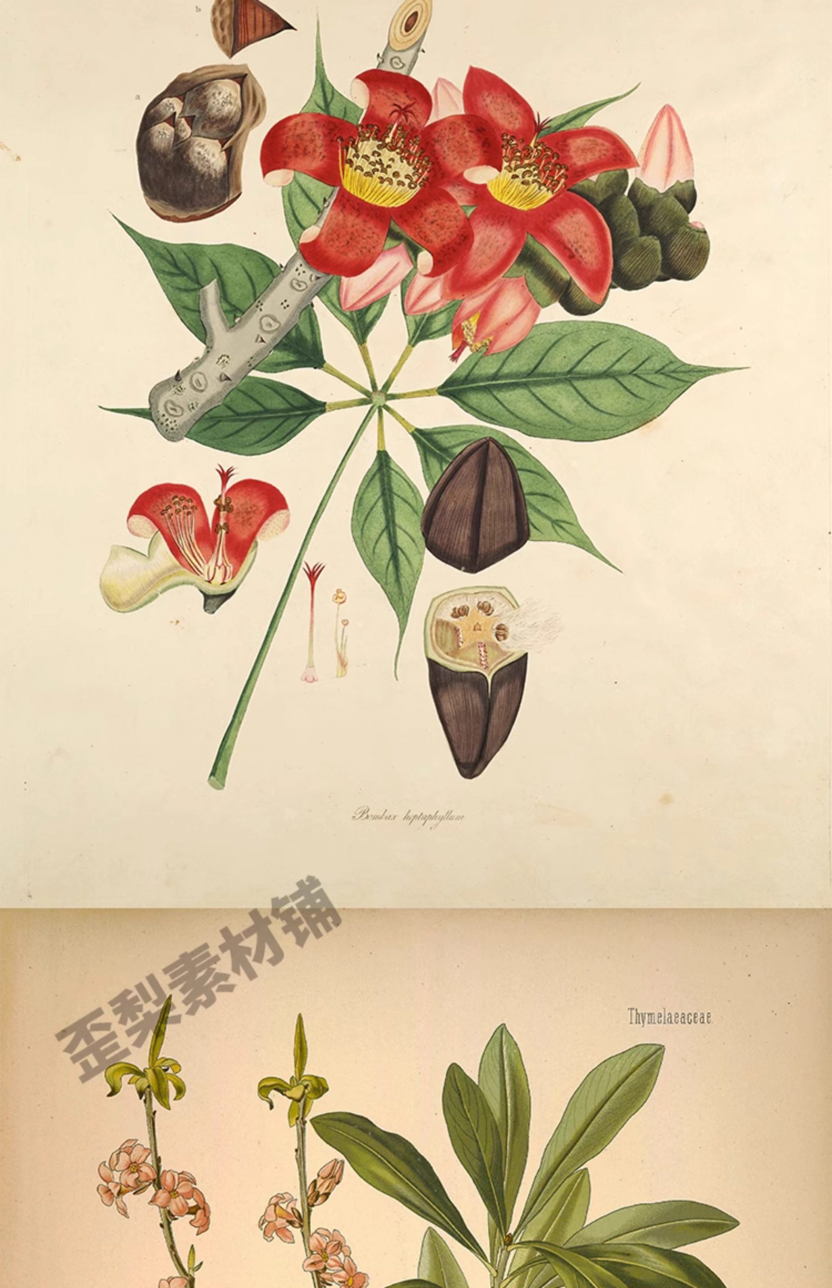 图片[9]-1300张，junk journal复古植物花卉图鉴昆虫花草图谱设计手帐电子图片素材-美肚杀分享
