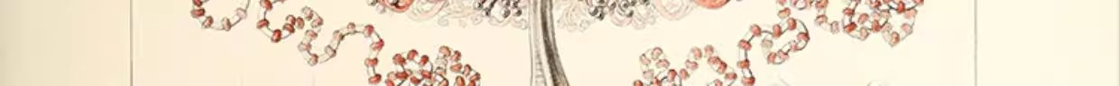 图片[9]-103幅，自然界的艺术形态 | 复古写实贝壳海洋生物插画美术设计手账素材-美肚杀分享