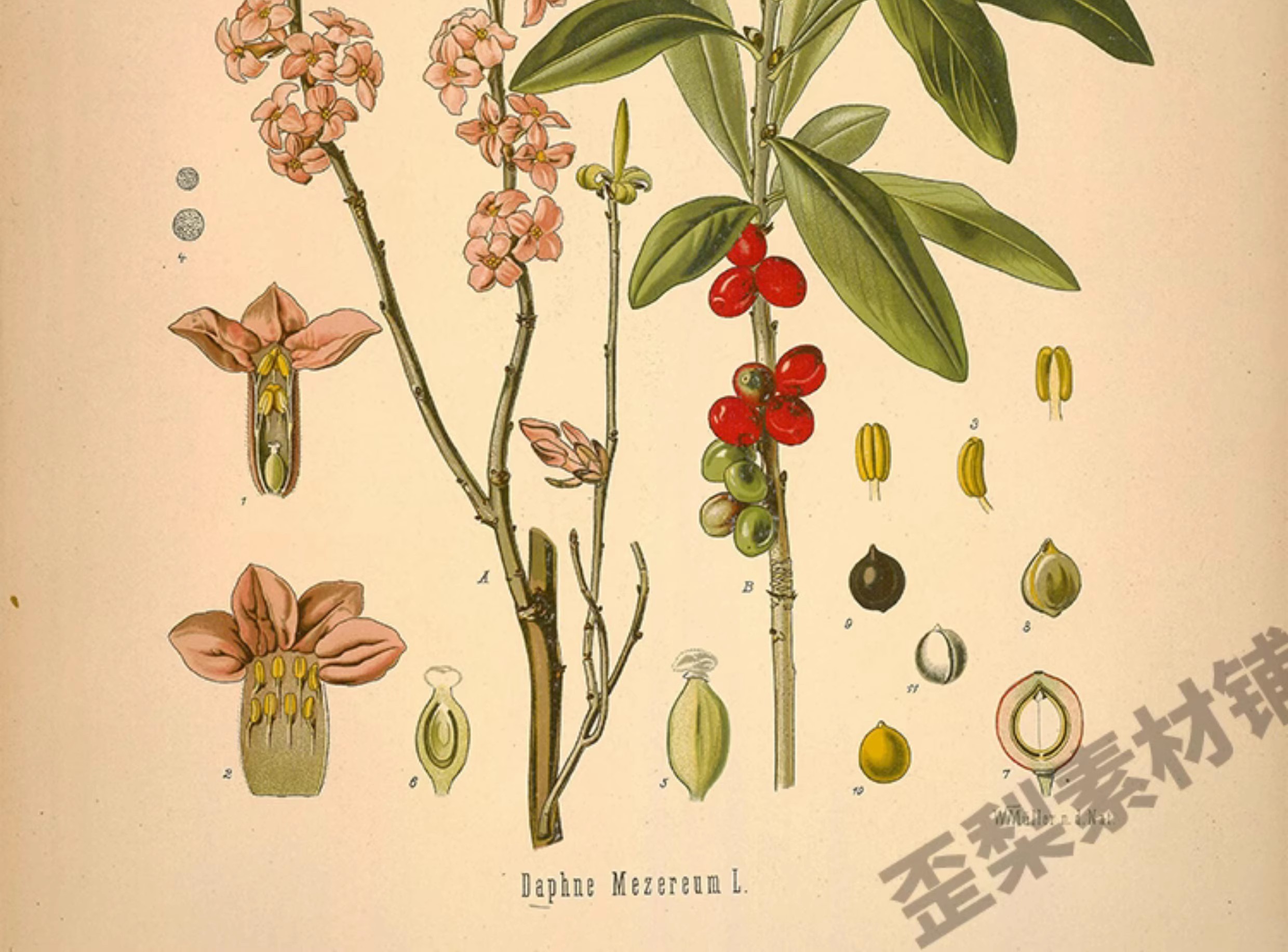 图片[10]-1300张，junk journal复古植物花卉图鉴昆虫花草图谱设计手帐电子图片素材-美肚杀分享