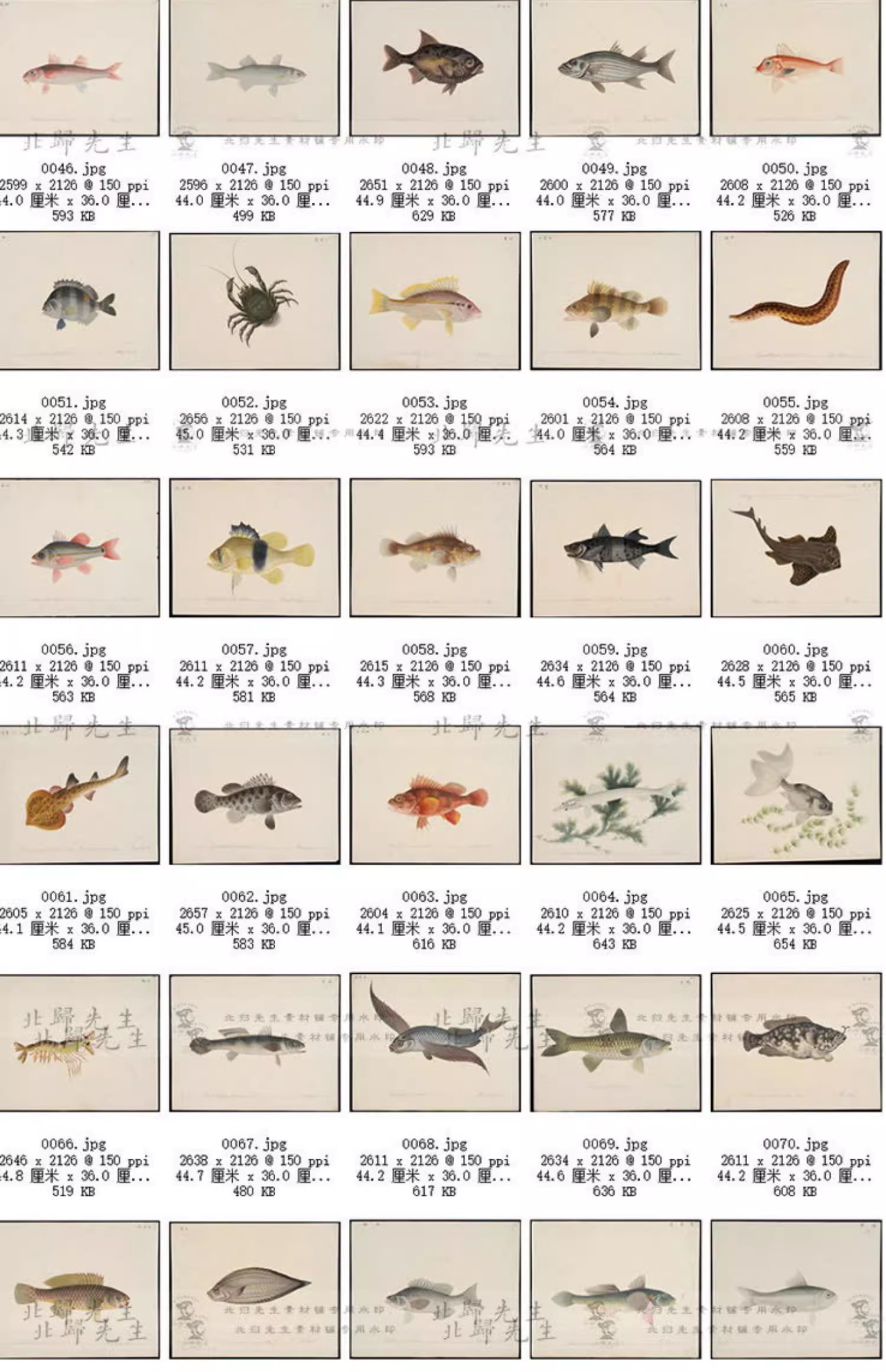 图片[9]-460张，中国海鱼图鉴自然科学海洋生物鱼类虾蟹百科手绘博物画高清素材图-美肚杀分享