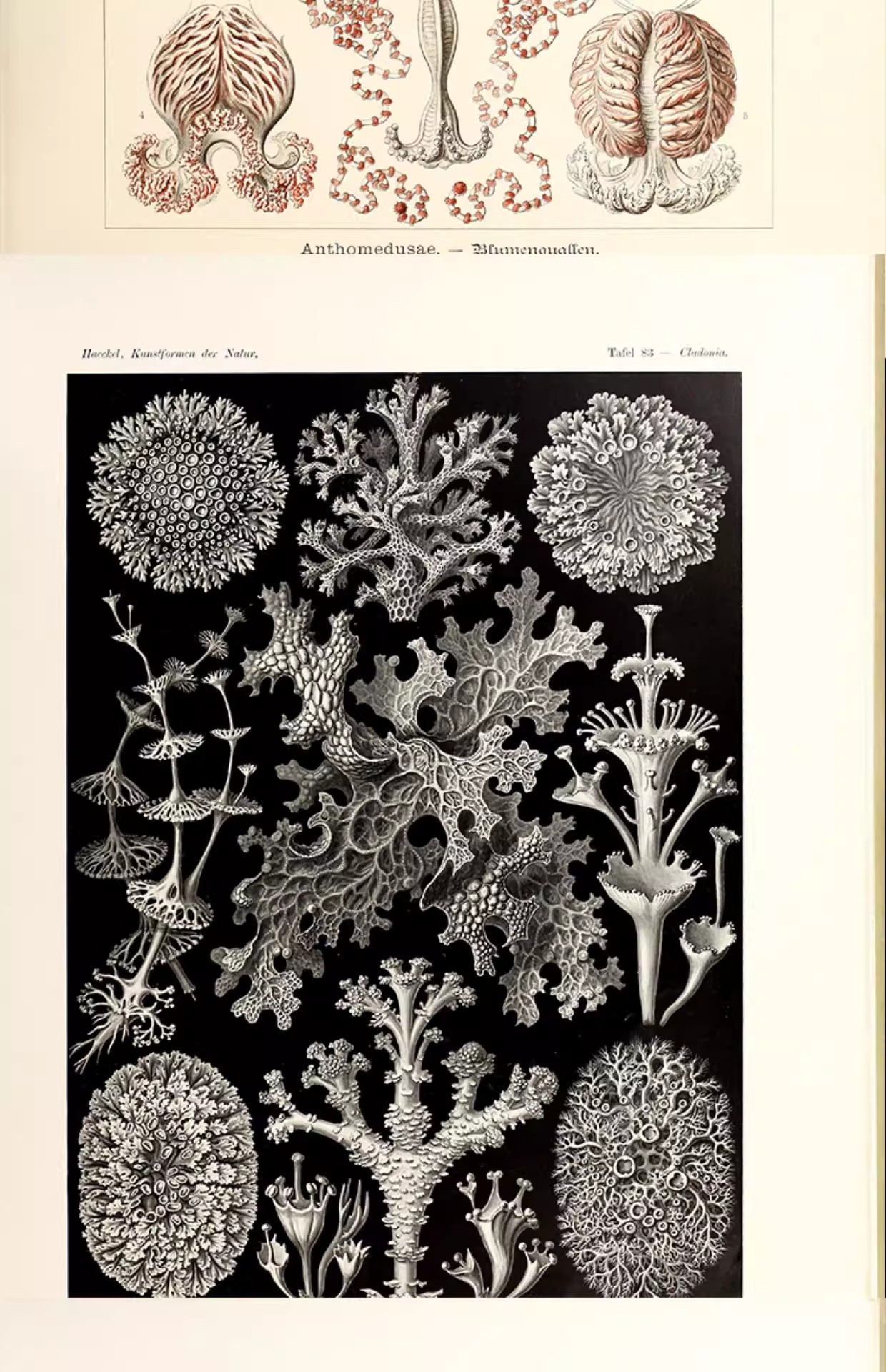 图片[10]-103幅，自然界的艺术形态 | 复古写实贝壳海洋生物插画美术设计手账素材-美肚杀分享