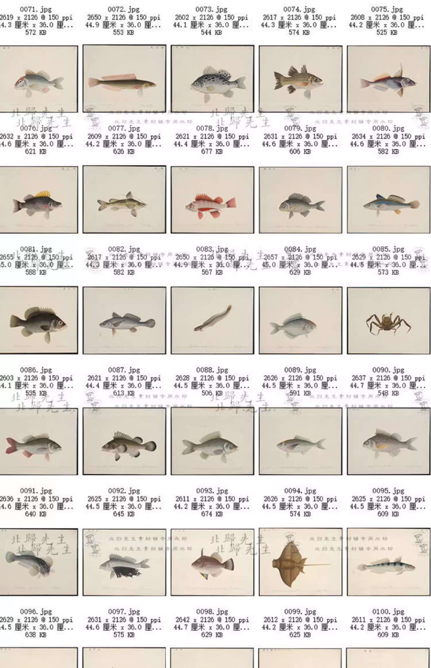 图片[10]-460张，中国海鱼图鉴自然科学海洋生物鱼类虾蟹百科手绘博物画高清素材图-美肚杀分享