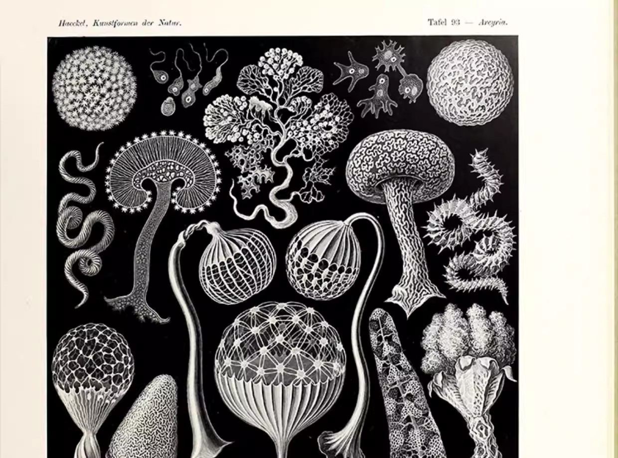 图片[11]-103幅，自然界的艺术形态 | 复古写实贝壳海洋生物插画美术设计手账素材-美肚杀分享