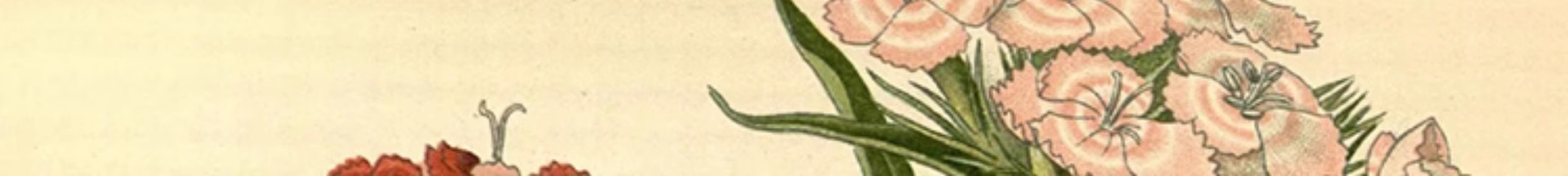 图片[12]-1300张，junk journal复古植物花卉图鉴昆虫花草图谱设计手帐电子图片素材-美肚杀分享