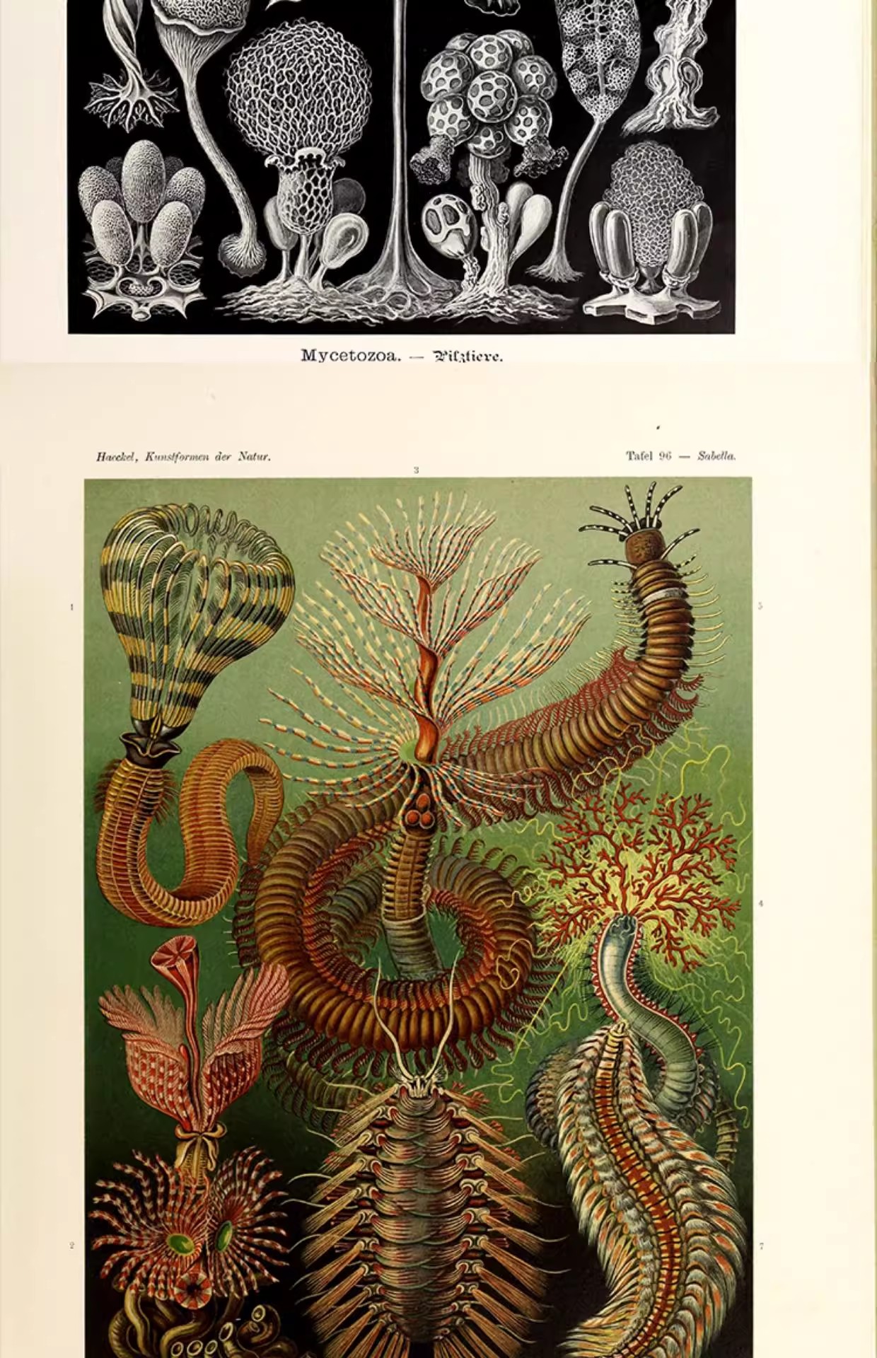 图片[12]-103幅，自然界的艺术形态 | 复古写实贝壳海洋生物插画美术设计手账素材-美肚杀分享