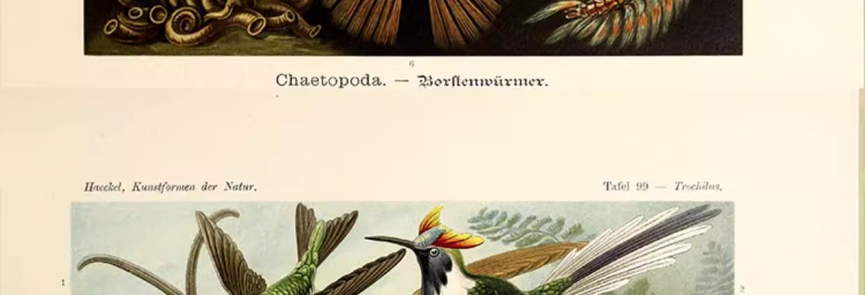 图片[13]-103幅，自然界的艺术形态 | 复古写实贝壳海洋生物插画美术设计手账素材-美肚杀分享
