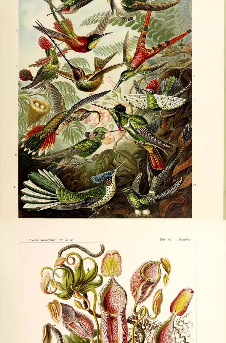 图片[14]-103幅，自然界的艺术形态 | 复古写实贝壳海洋生物插画美术设计手账素材-美肚杀分享