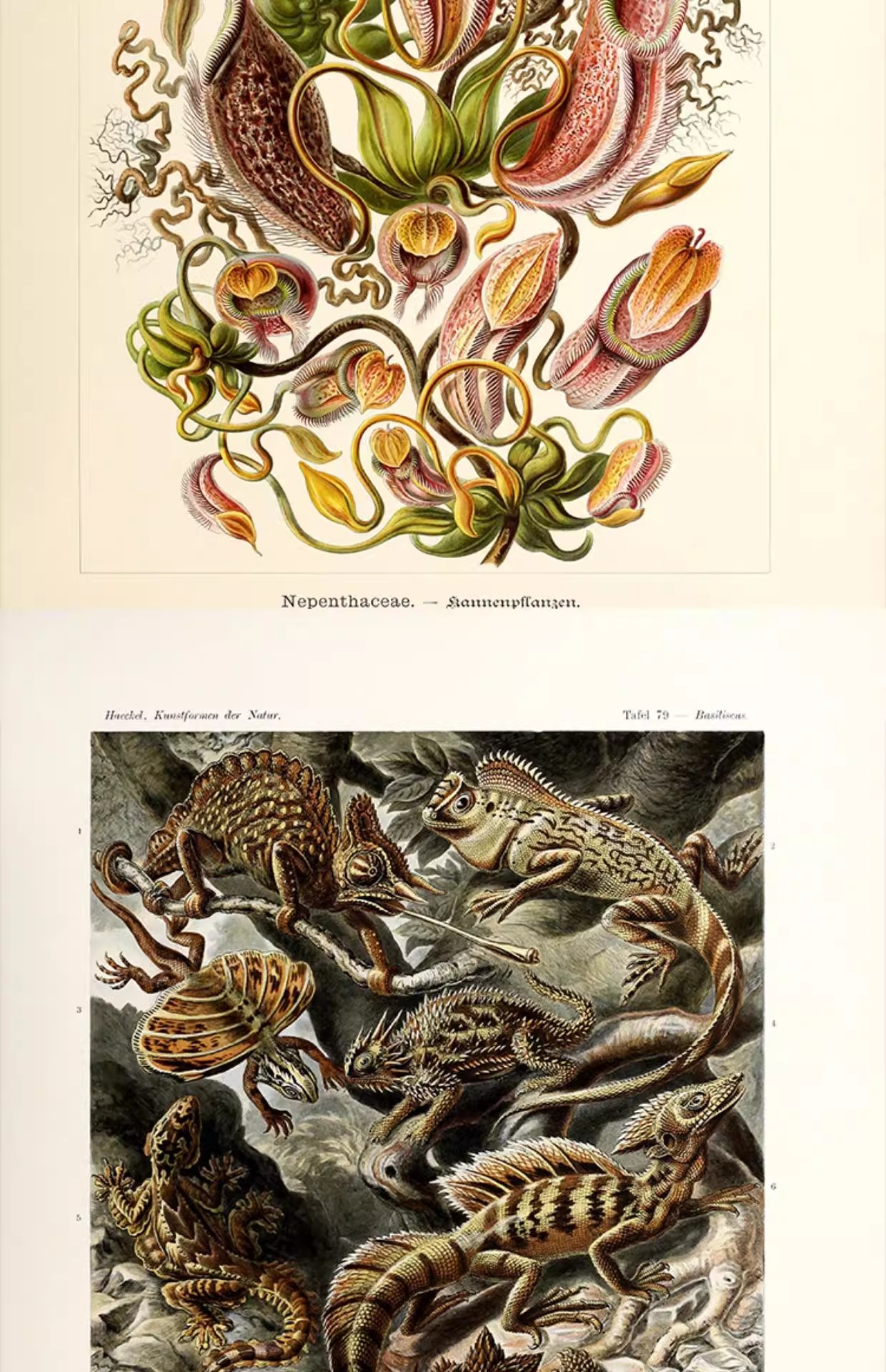 图片[15]-103幅，自然界的艺术形态 | 复古写实贝壳海洋生物插画美术设计手账素材-美肚杀分享