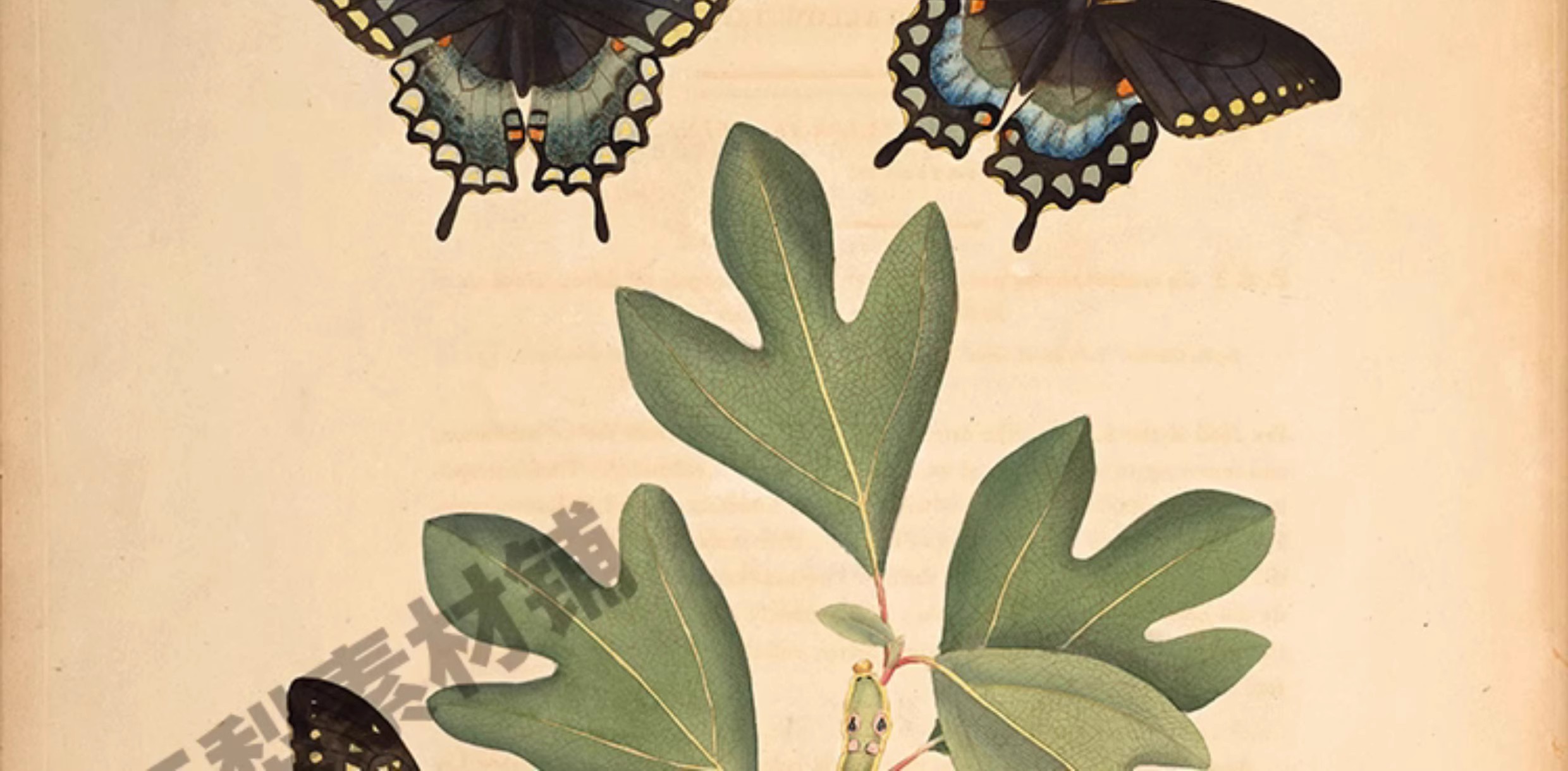 图片[16]-1300张，junk journal复古植物花卉图鉴昆虫花草图谱设计手帐电子图片素材-美肚杀分享