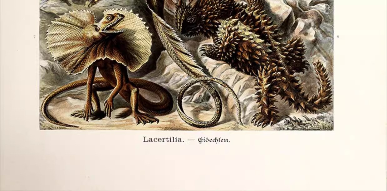 图片[16]-103幅，自然界的艺术形态 | 复古写实贝壳海洋生物插画美术设计手账素材-美肚杀分享