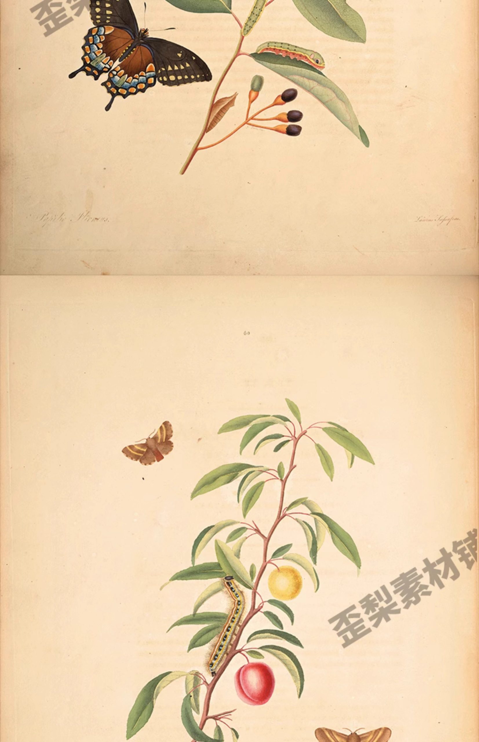 图片[17]-1300张，junk journal复古植物花卉图鉴昆虫花草图谱设计手帐电子图片素材-美肚杀分享