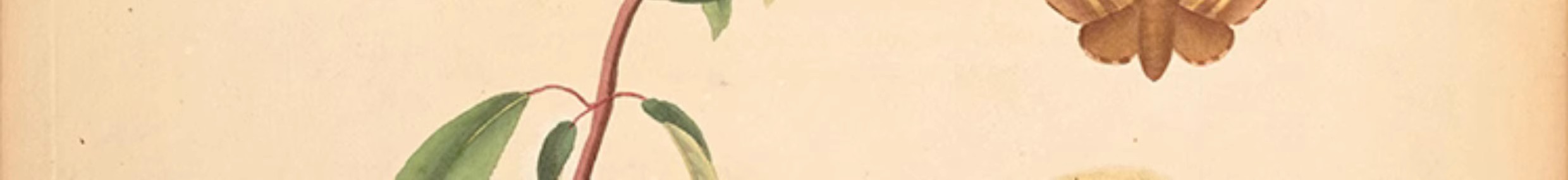 图片[18]-1300张，junk journal复古植物花卉图鉴昆虫花草图谱设计手帐电子图片素材-美肚杀分享